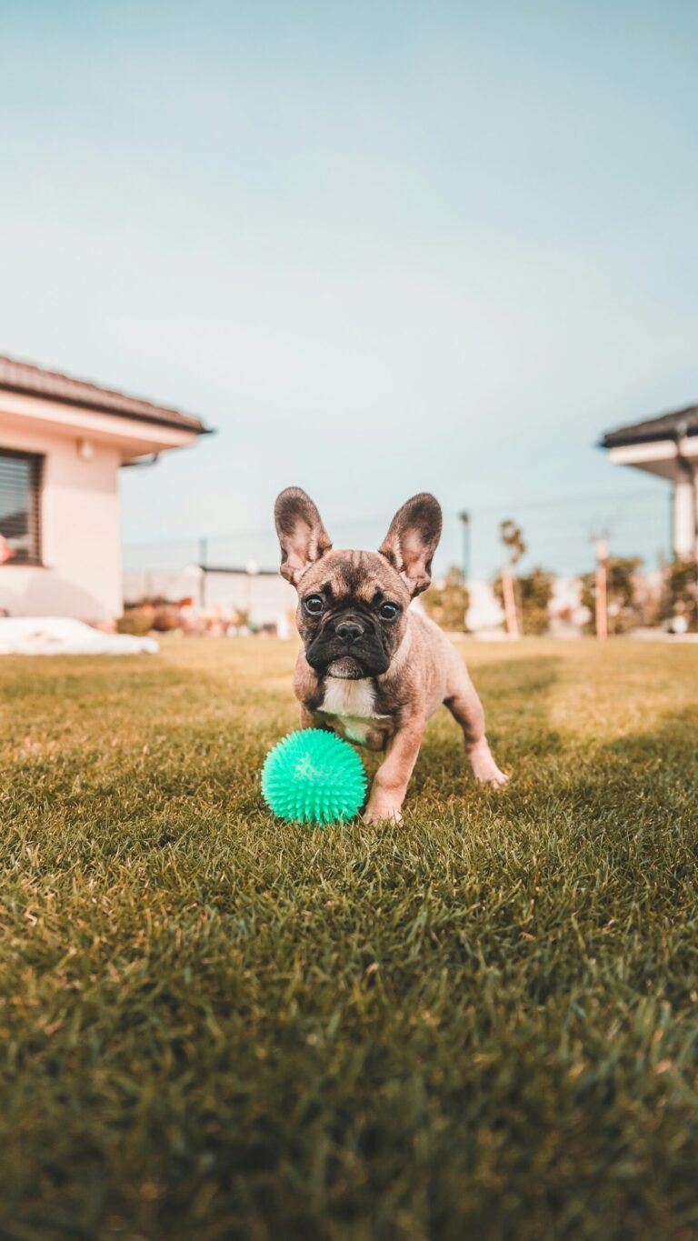 10 Things Only French Bulldog Owners Understand